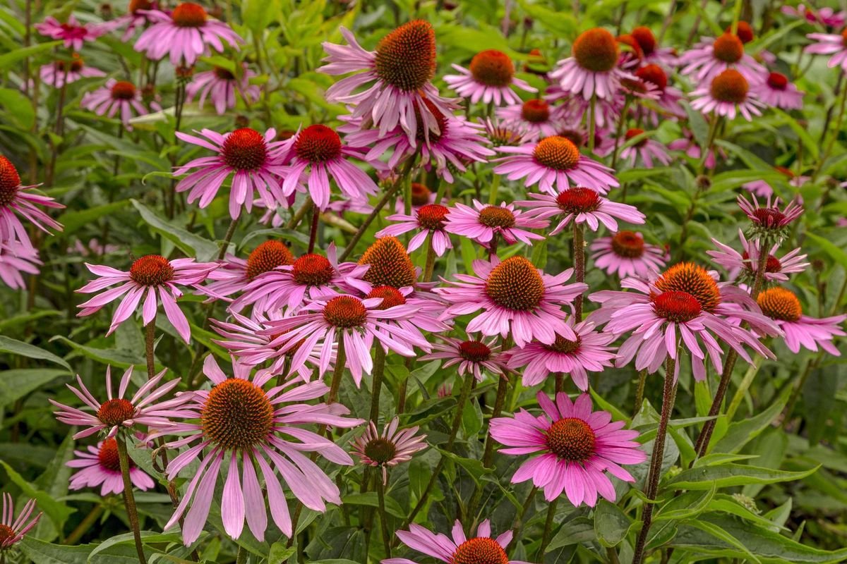 Echinacea