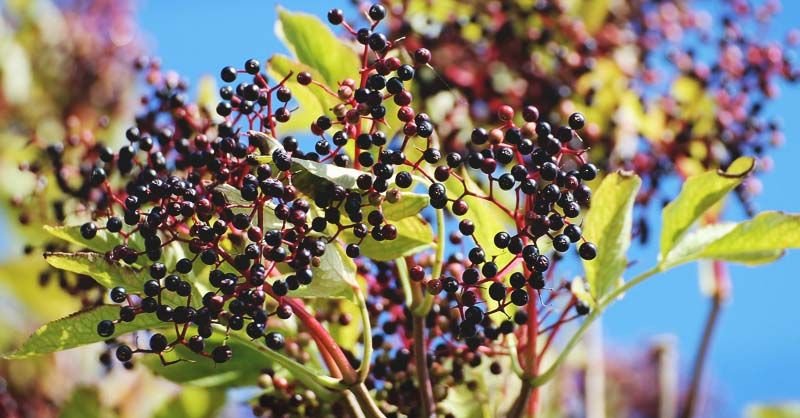 Elderberry