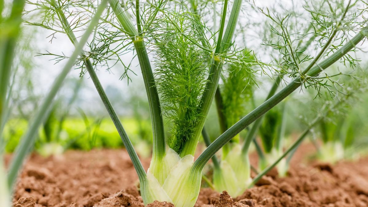 Fennel