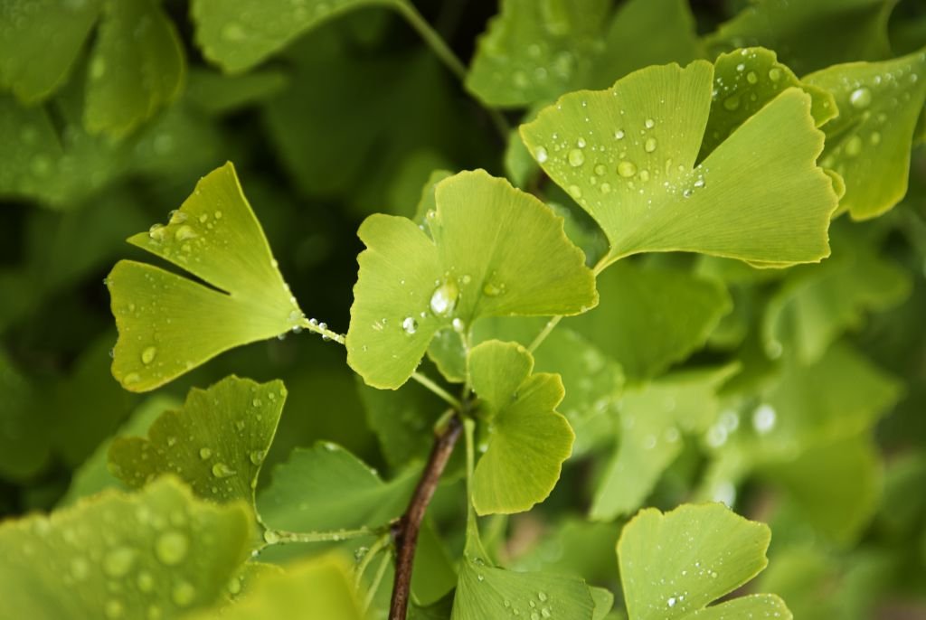 Ginkgo Biloba