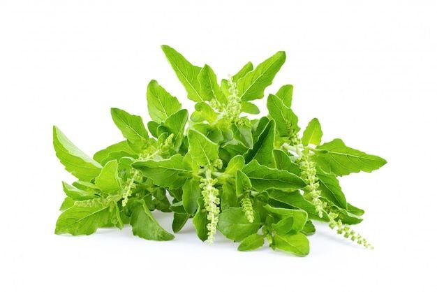 Holy Basil (Tulsi)
