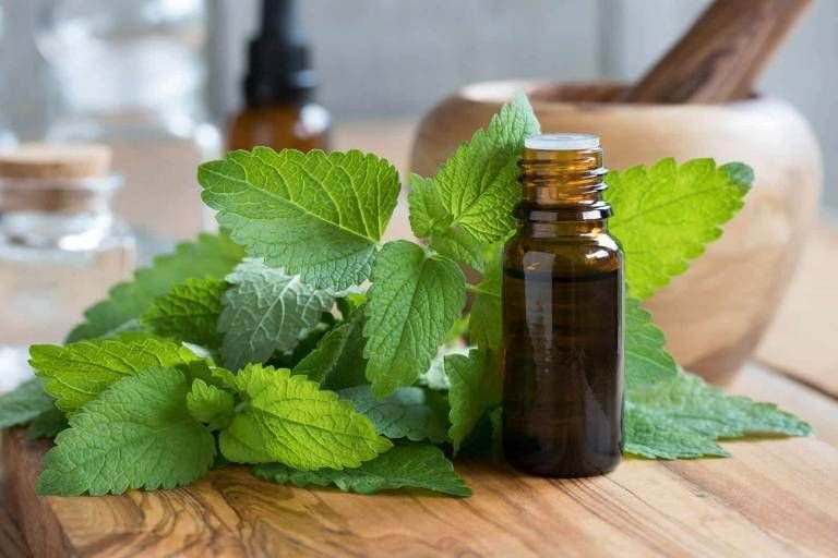 Lemon Balm