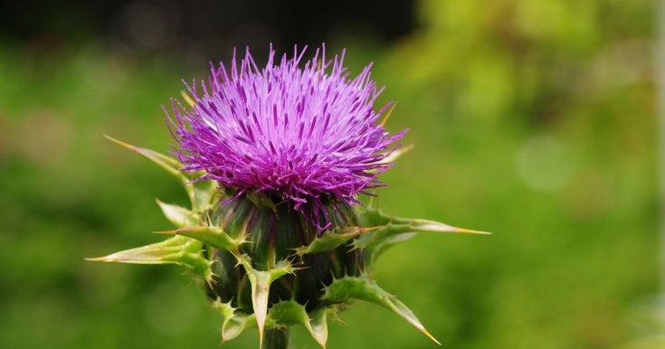 Milk Thistle
