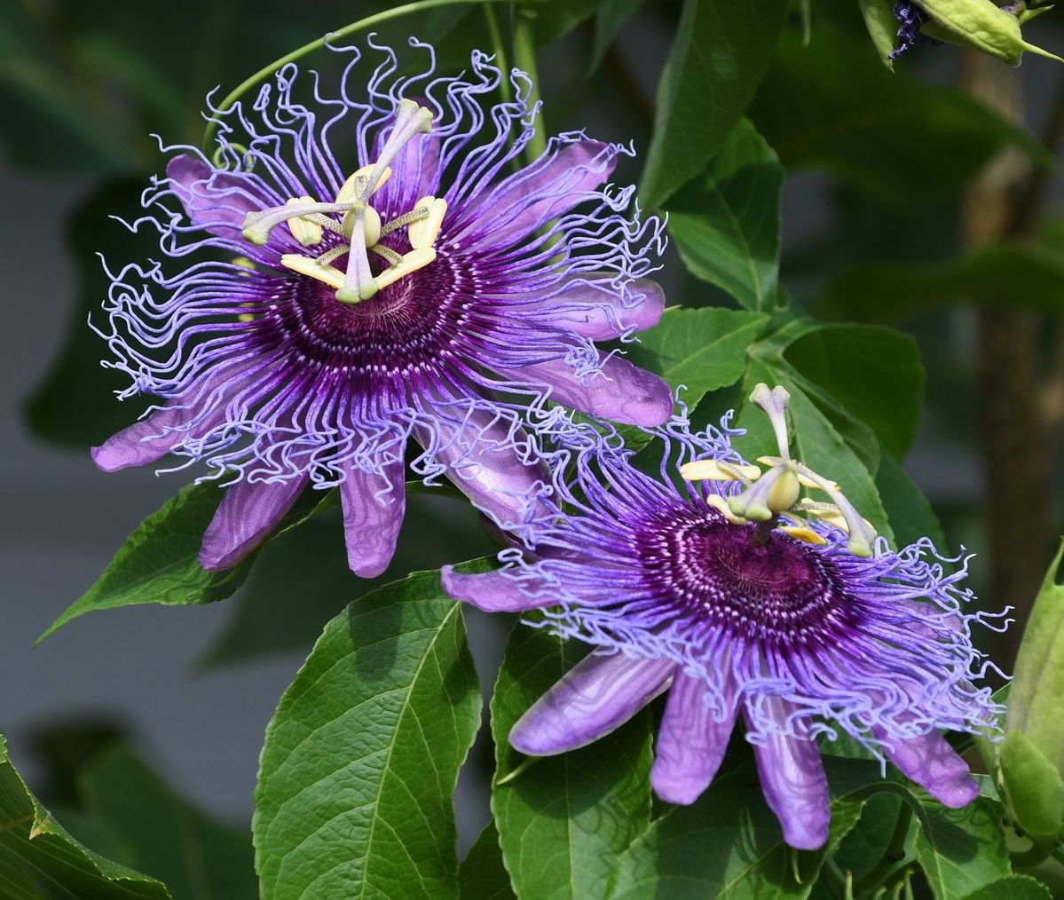 Passionflower
