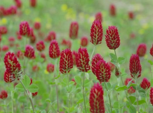 Red Clover