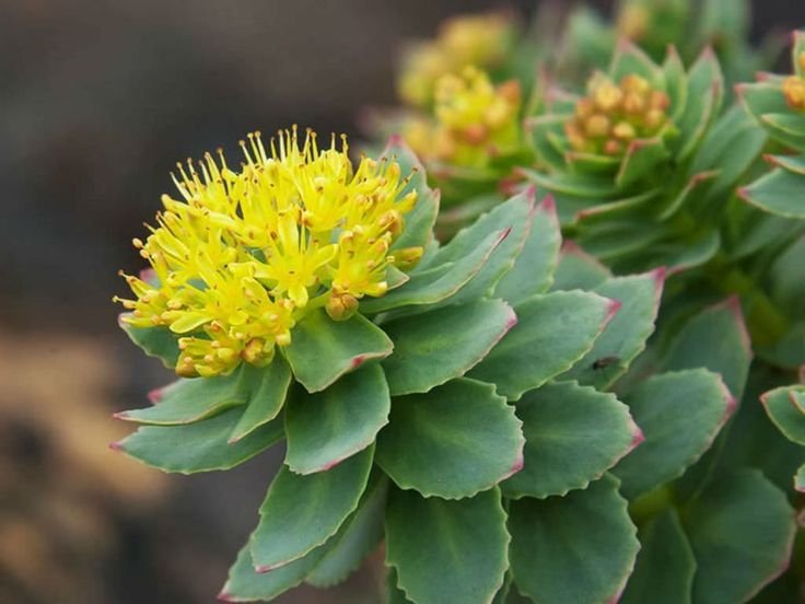 Rhodiola