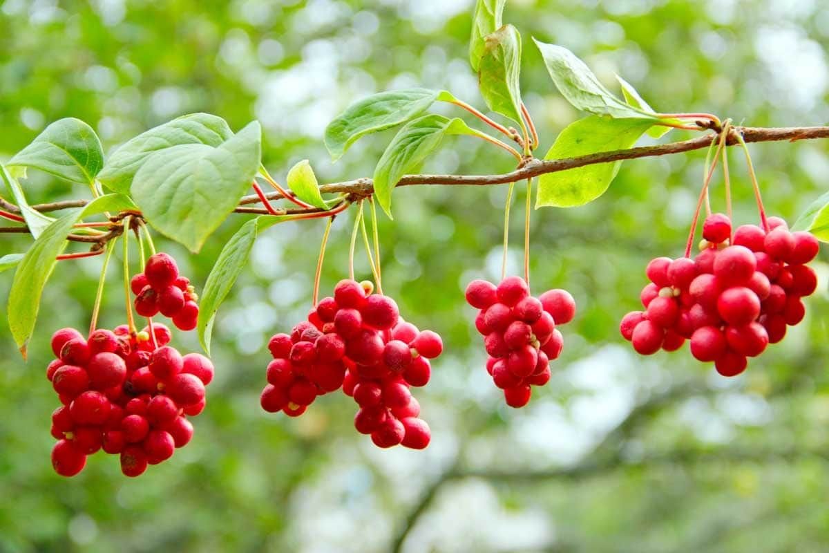 Schisandra