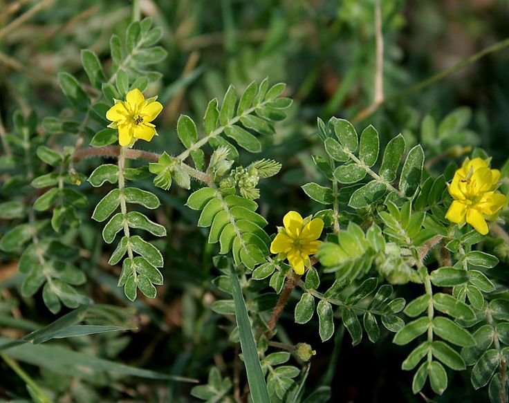 Tribulus