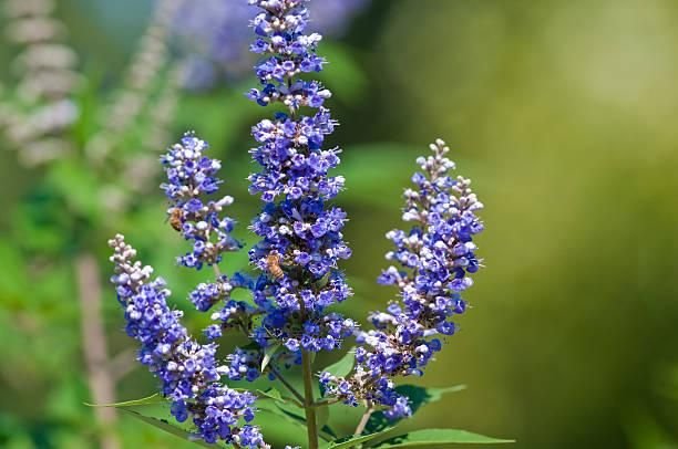 Vitex