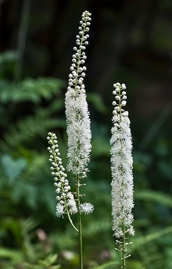 Black Cohosh