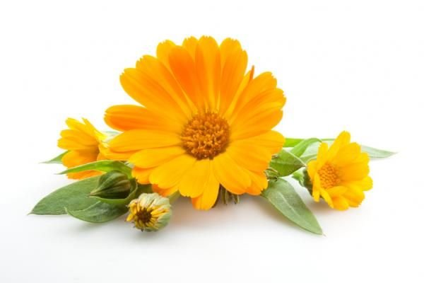 Calendula
