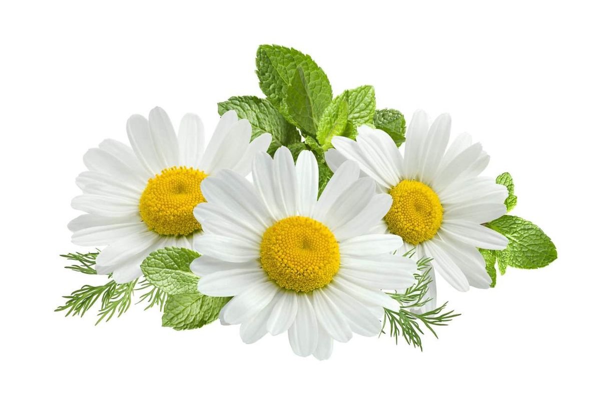 Chamomile