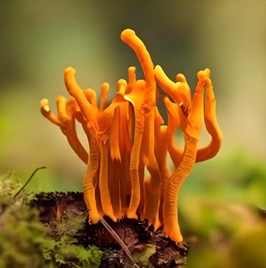 Cordyceps