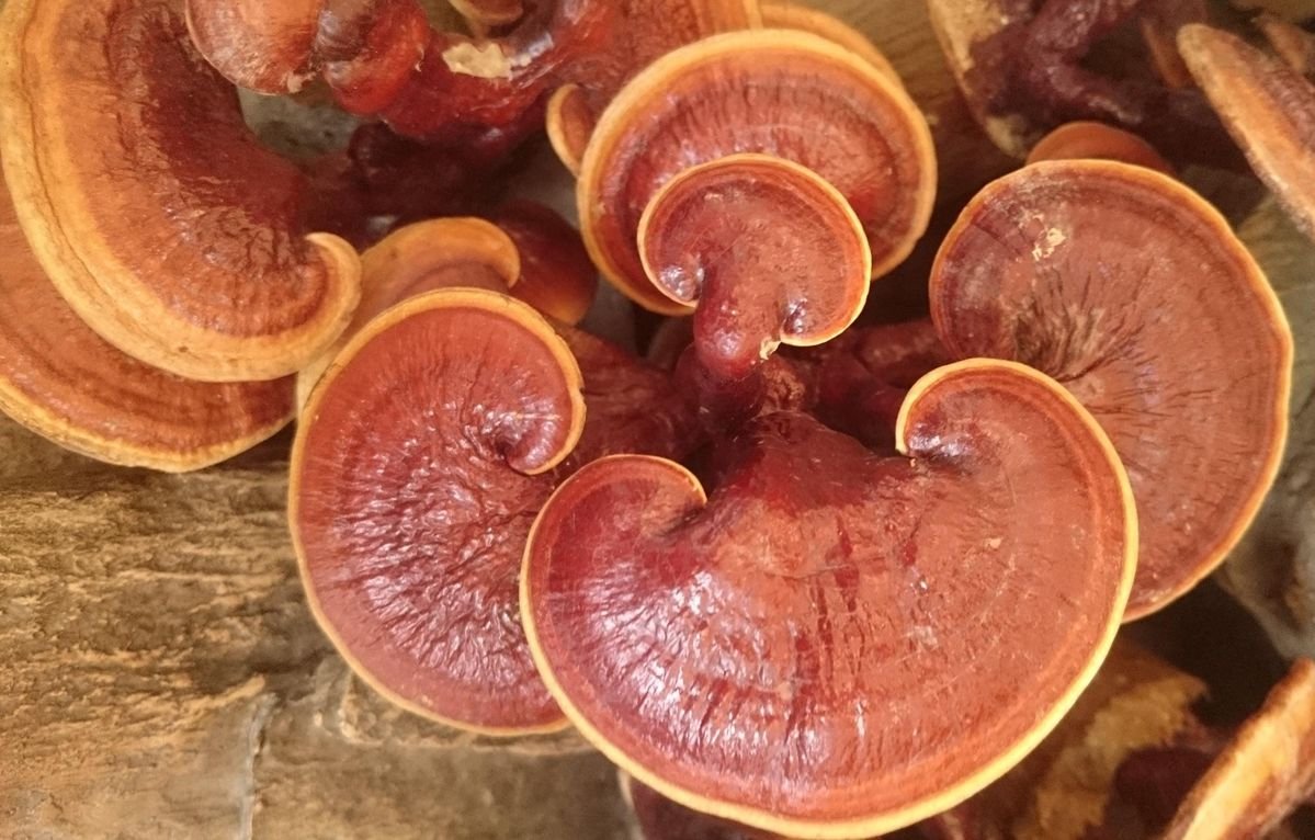 Reishi Mushroom